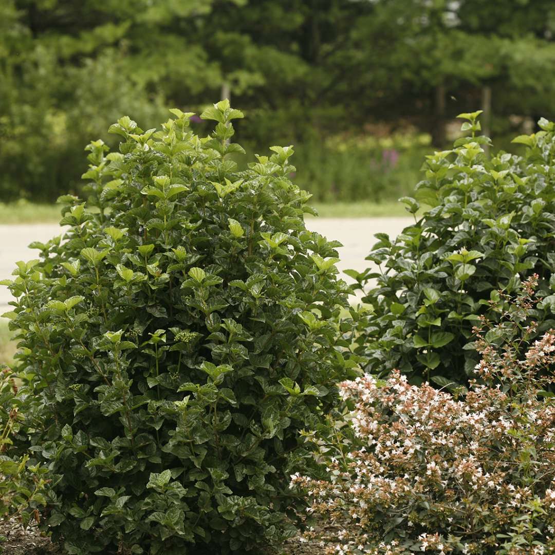 Two specimens of All That Glows viburnum in a landscape with an abelia in bloom at lower right